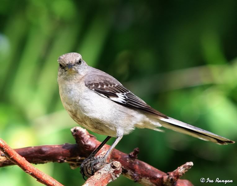 Mockingbird_4133.jpg