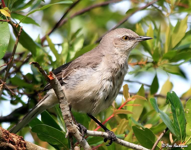 Mockingbird_4370.jpg