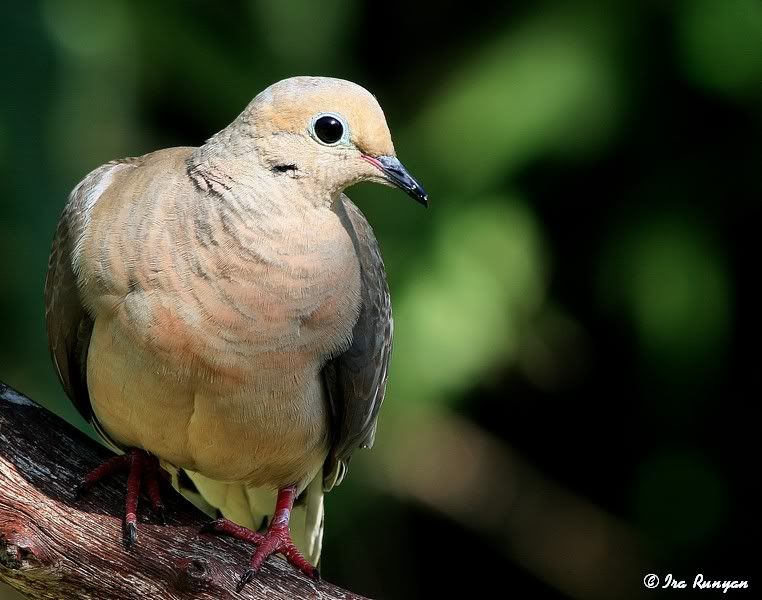 MourningDove_3361.jpg