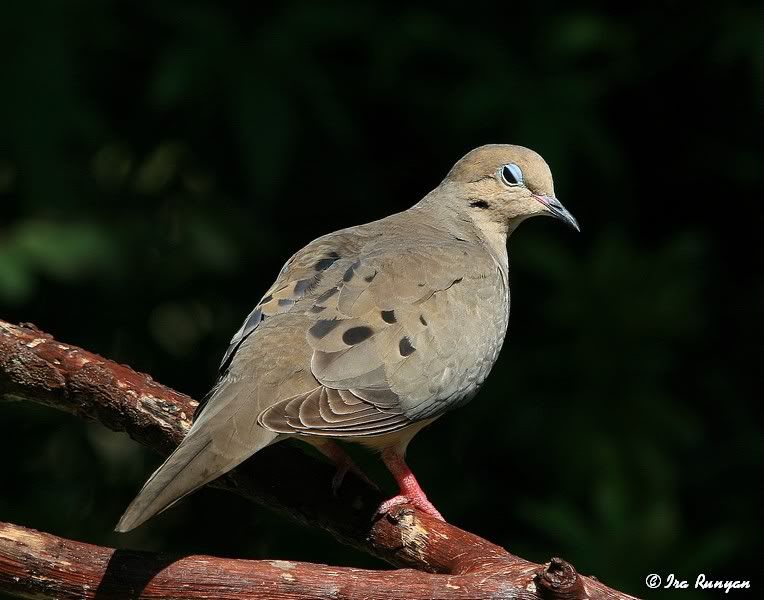 MourningDove_3398.jpg