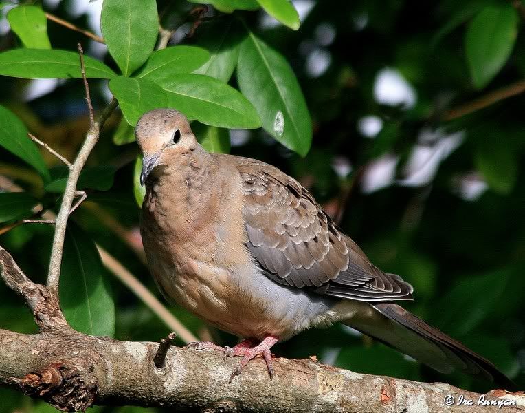 MourningDove_3470.jpg