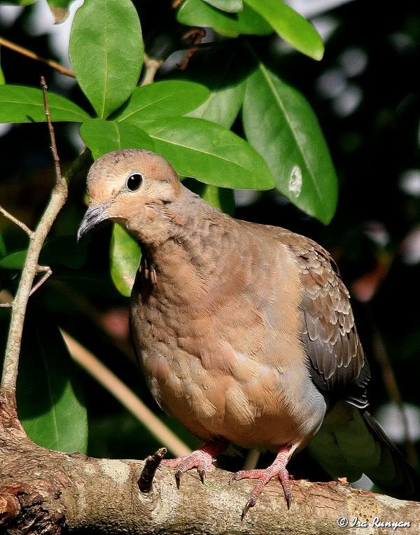 MourningDove_3485.jpg