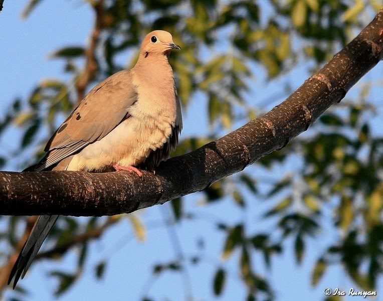 MourningDove_4395.jpg