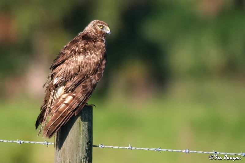 NorthernHarrier_3791.jpg