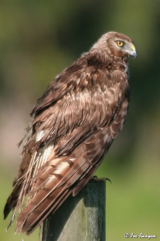 NorthernHarrier_3793.jpg