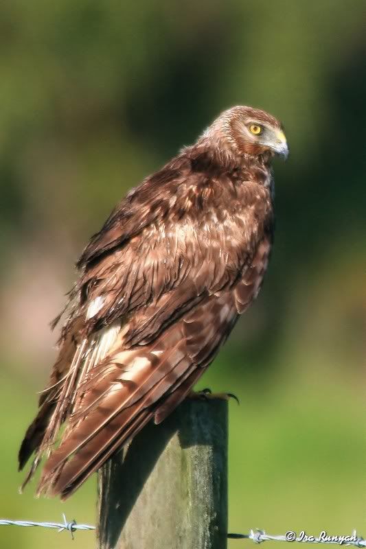 NorthernHarrier_3795.jpg