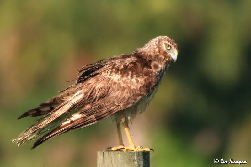 NorthernHarrier_3796.jpg