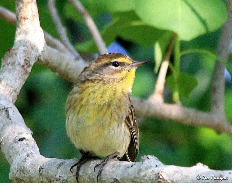 PalmWarbler_2827.jpg