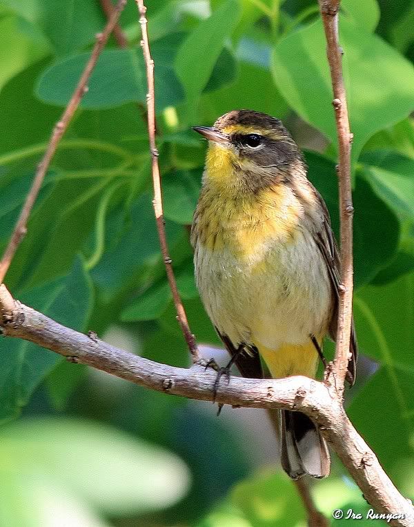 PalmWarbler_2833.jpg