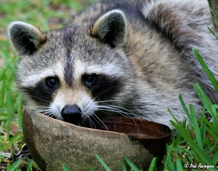 Raccoon_9430.jpg