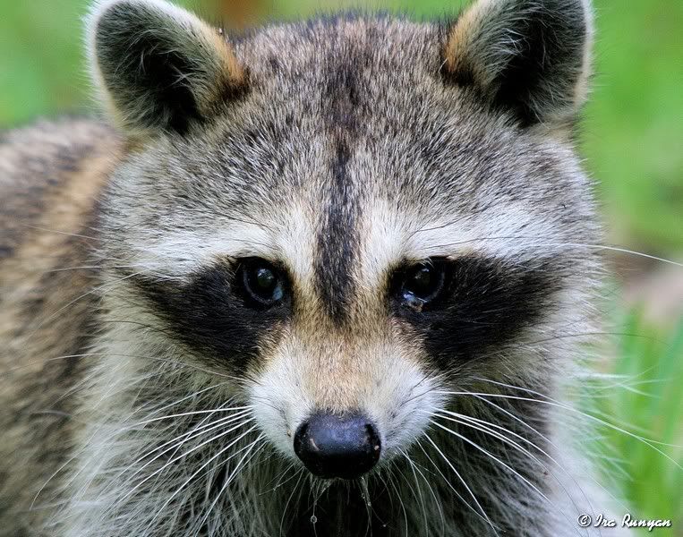 Raccoon_9440.jpg