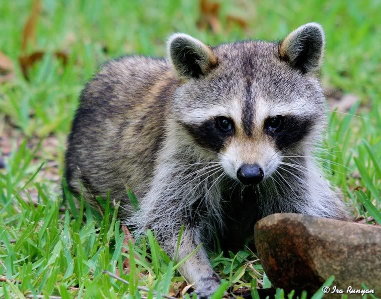 Raccoon_9444.jpg