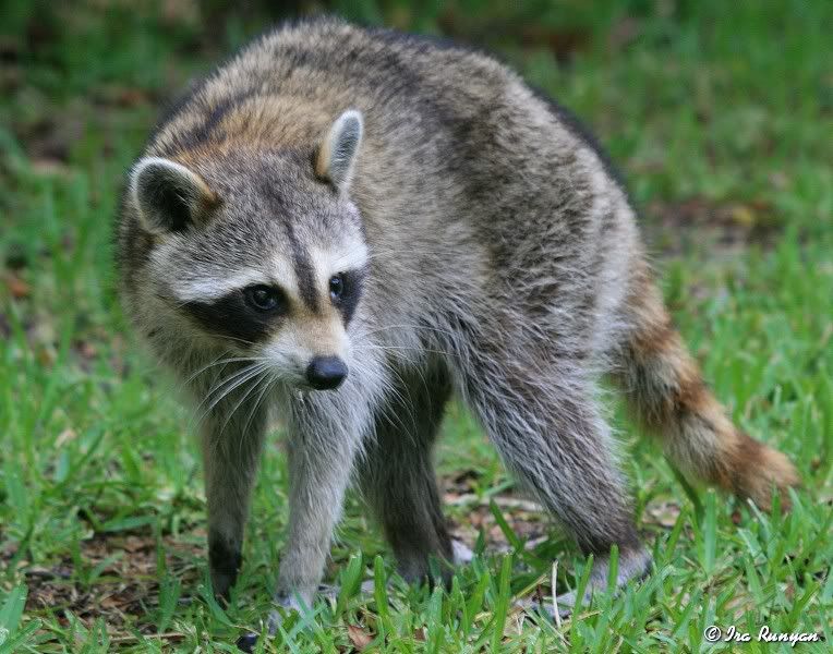 Raccoon_9462.jpg