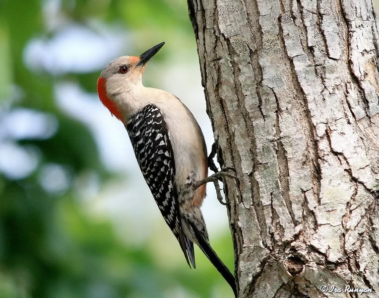 RedBelliedWoodpecker_2898.jpg