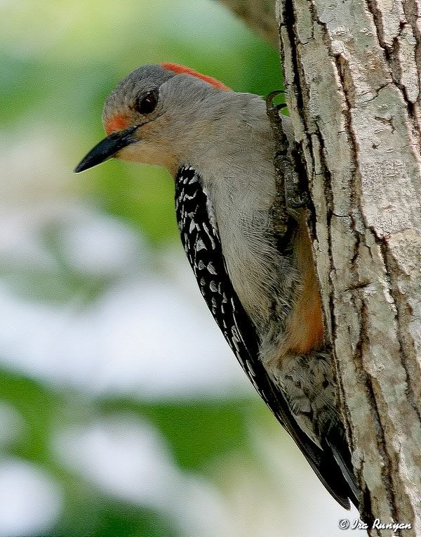 RedBelliedWoodpecker_2911.jpg