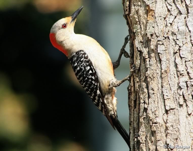 RedBelliedWoodpecker_2939.jpg