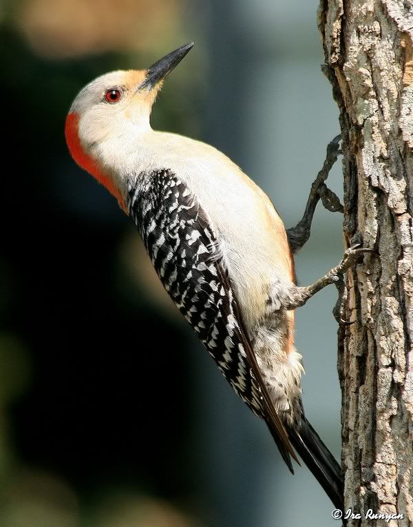 RedBelliedWoodpecker_2941.jpg