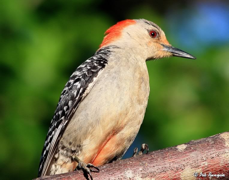 RedBelliedWoodpecker_3215.jpg