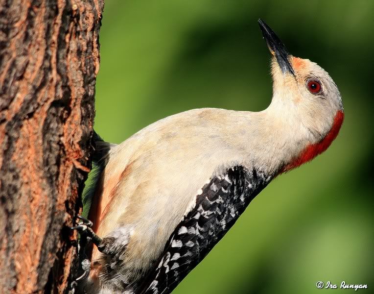 RedBelliedWoodpecker_3650.jpg