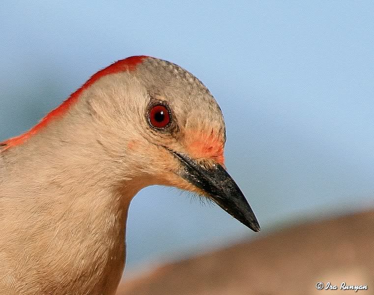 RedBelliedWoodpecker_3654.jpg