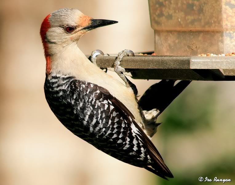 RedBelliedWoodpecker_3657.jpg