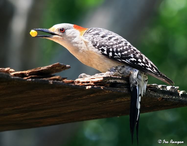 RedBelliedWoodpecker_3778.jpg