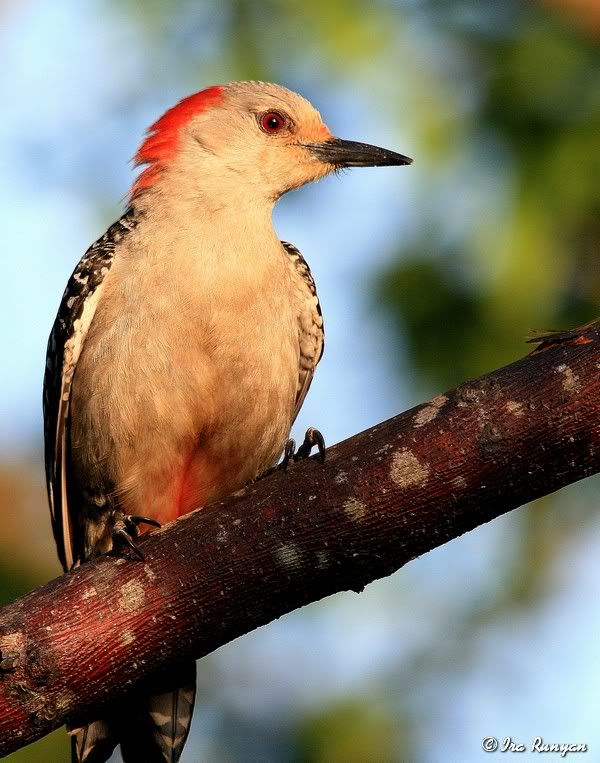 RedBelliedWoodpecker_4402.jpg