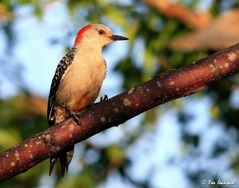 RedBelliedWoodpecker_4405.jpg