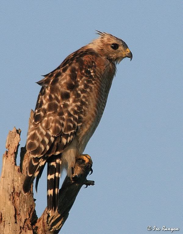 RedShoulderedHawk_5520.jpg