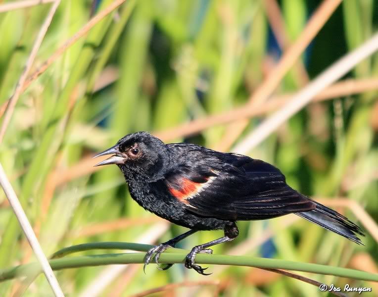 RedWingedBlackbird_5065.jpg