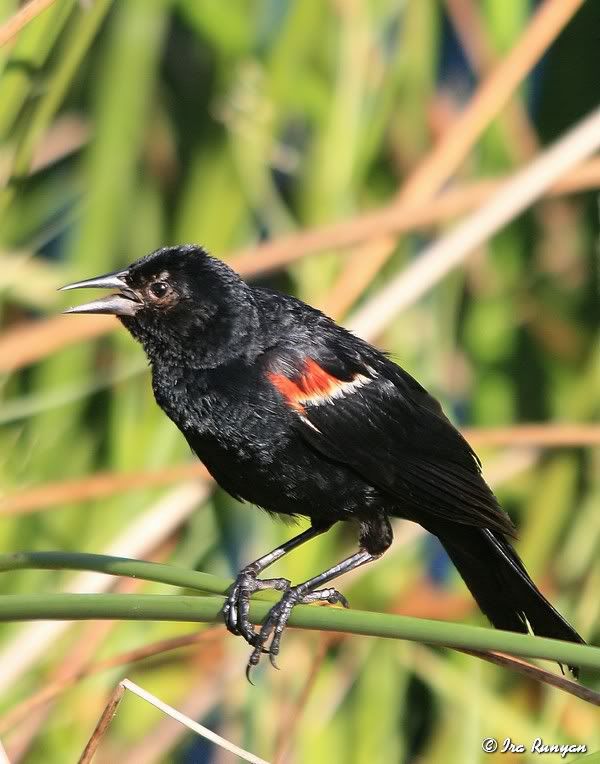 RedWingedBlackbird_5066.jpg