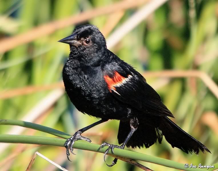 RedWingedBlackbird_5067.jpg