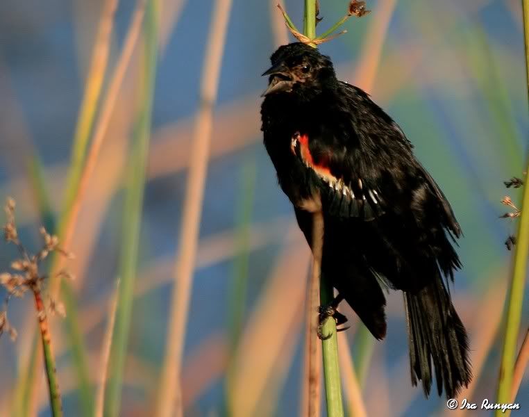 RedWingedBlackbird_5543.jpg