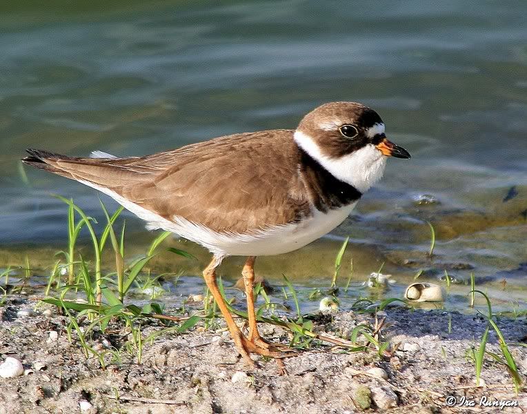 SemipalmatedPlover_9214.jpg