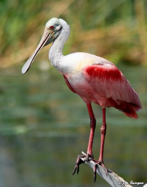 Spoonbill_8303.jpg