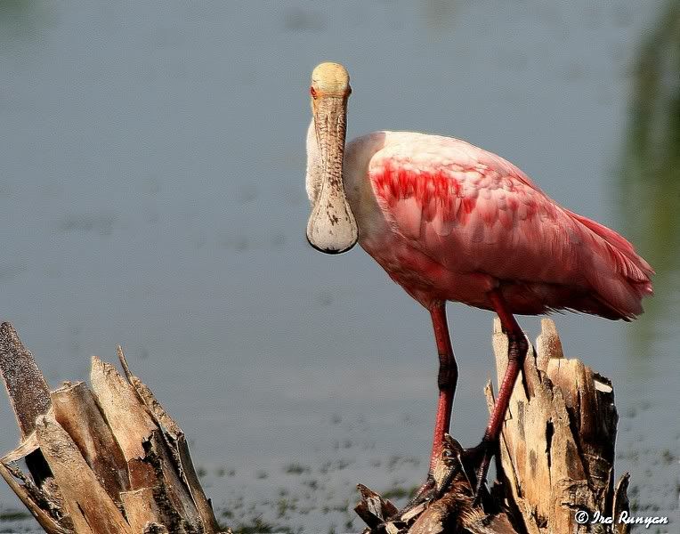 Spoonbill_8315.jpg