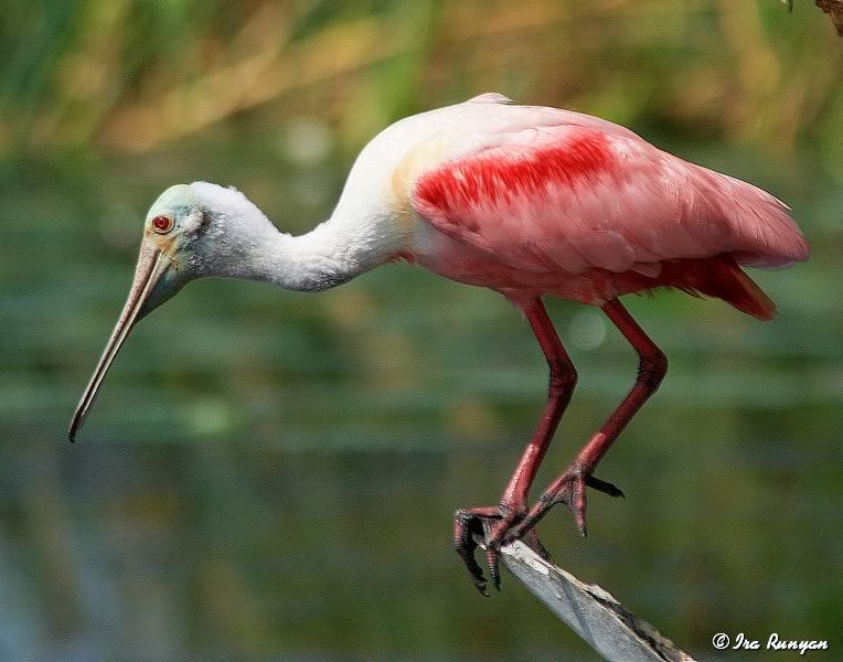 Spoonbill_8331.jpg