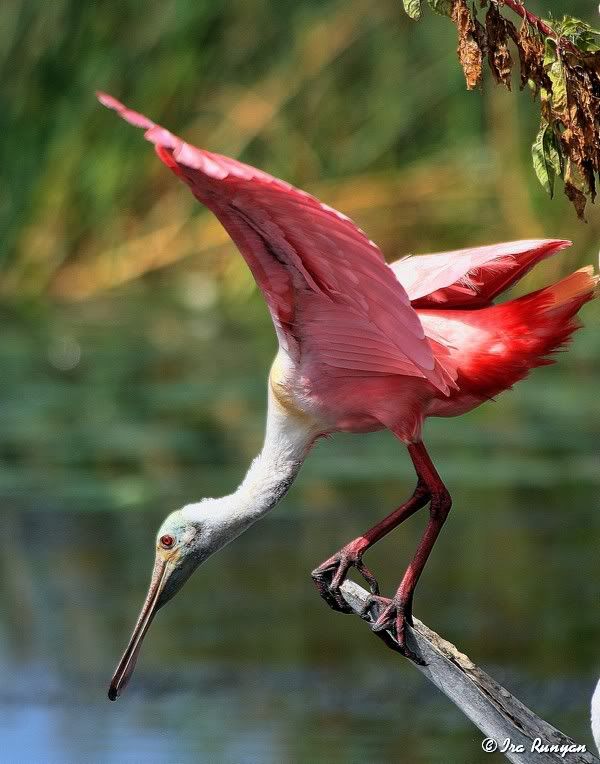 Spoonbill_8335.jpg