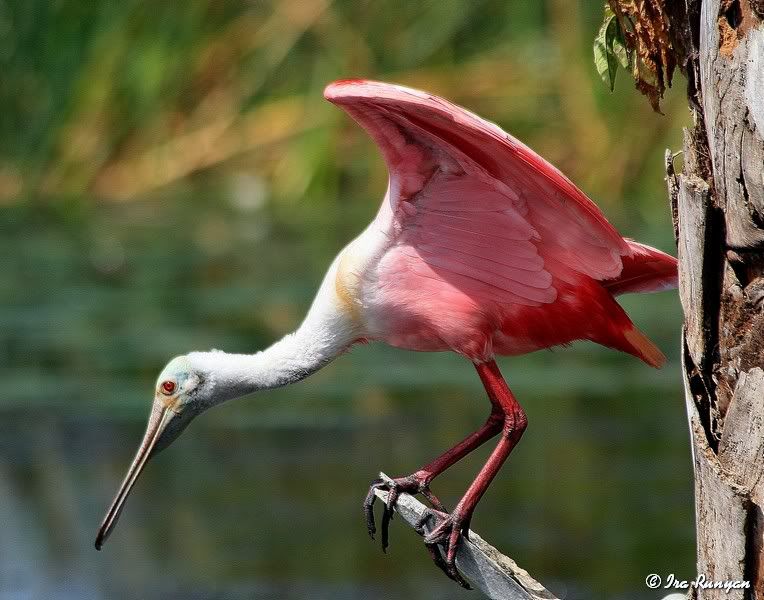 Spoonbill_8337.jpg