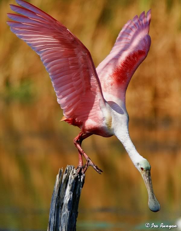 Spoonbill_8436.jpg