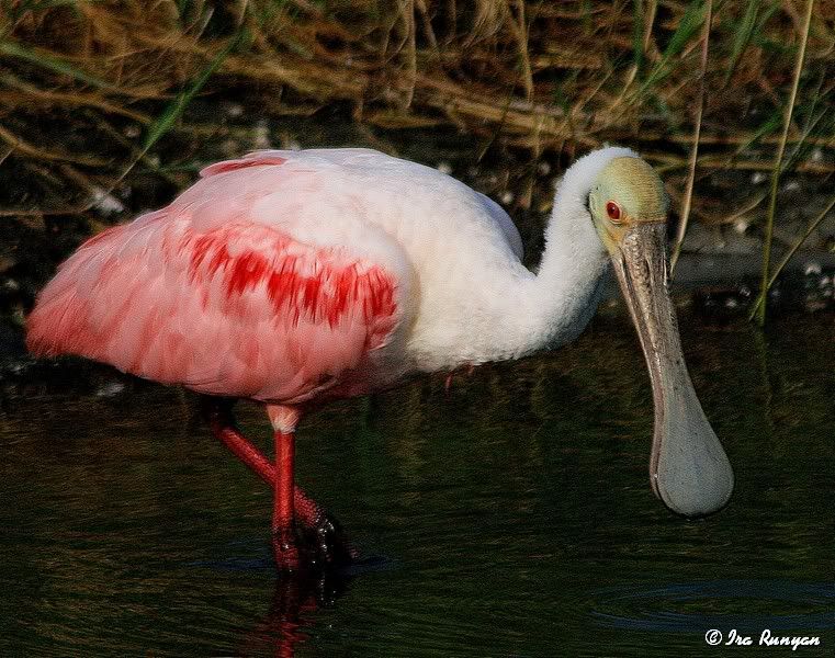 Spoonbill_8609.jpg