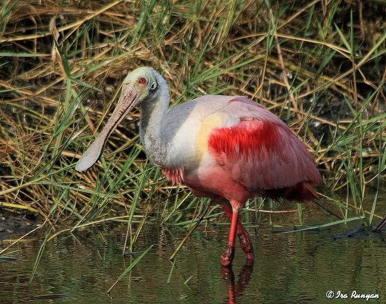 Spoonbill_8636.jpg