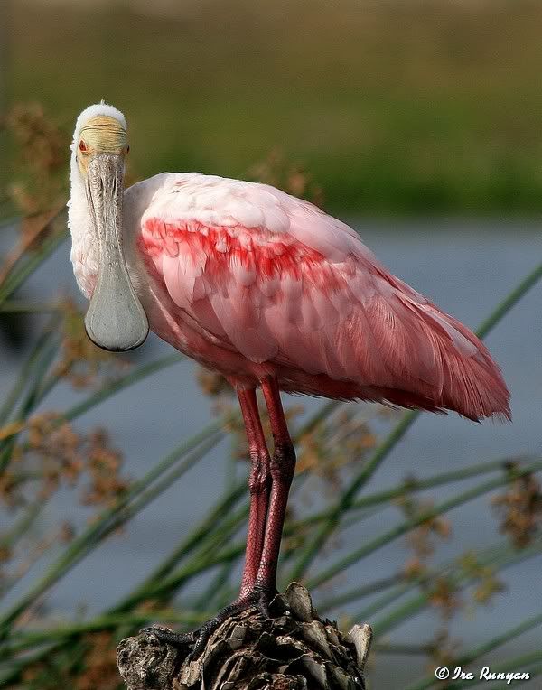 Spoonbill_8785.jpg