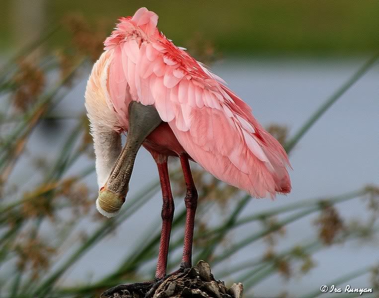 Spoonbill_8877.jpg