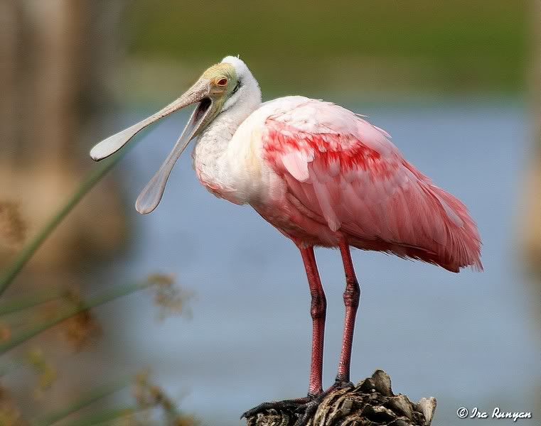 Spoonbill_8895.jpg