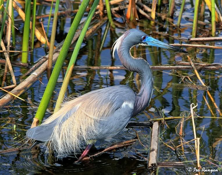 Tri-ColoredHeron_1433.jpg