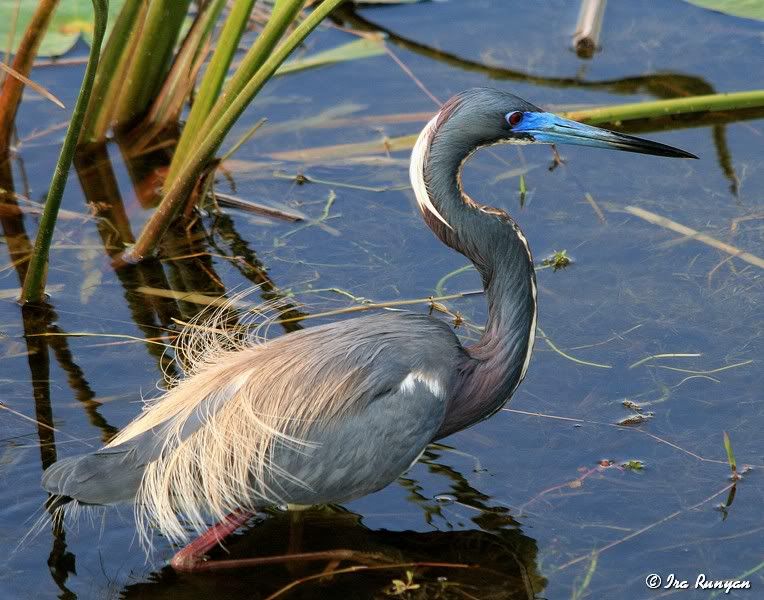 Tri-ColoredHeron_1441.jpg