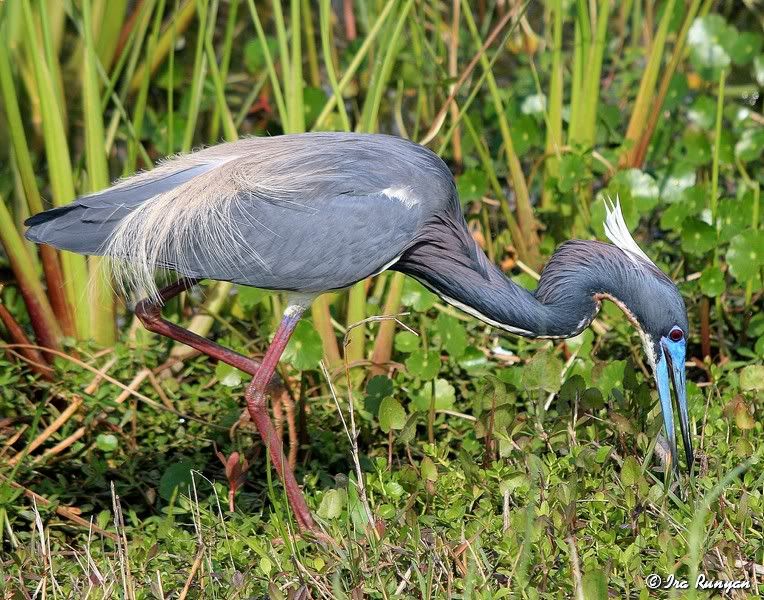 Tri-ColoredHeron_1462.jpg