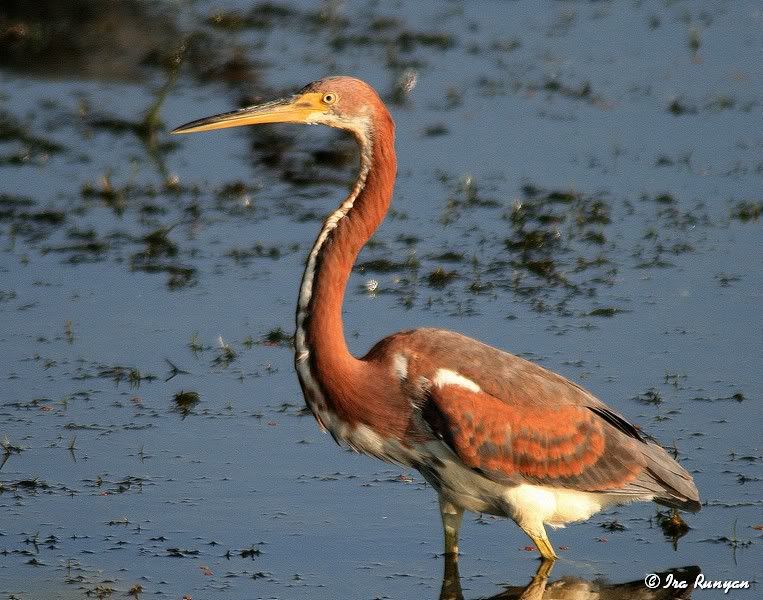 TriColoredHeron_5553.jpg