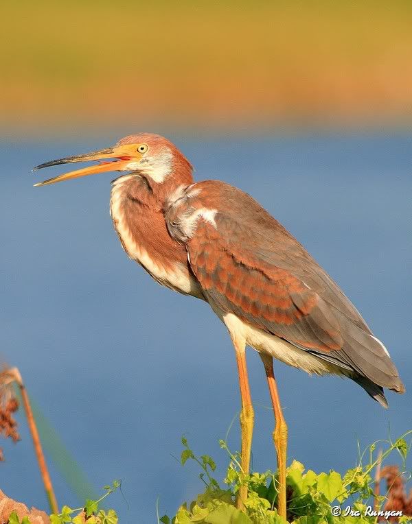 TriColoredHeron_5681.jpg